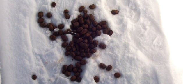 Snowpoop