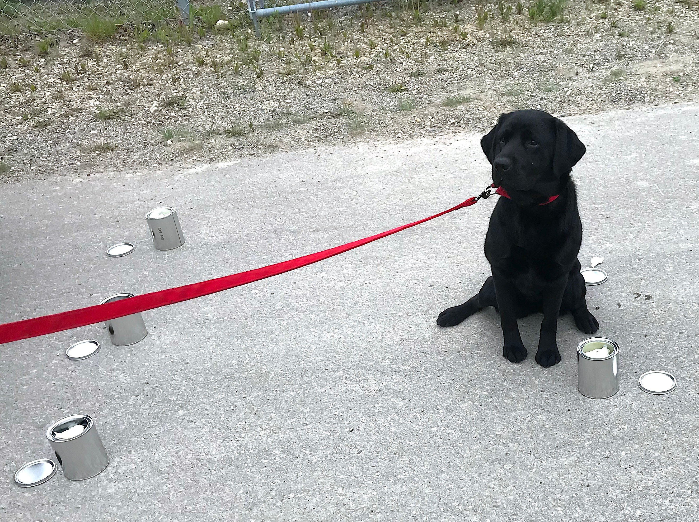 accelerant canine detection unit indicating on a sample