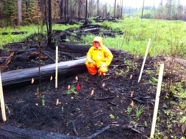 arson_wildfire_invesitagation_ILR